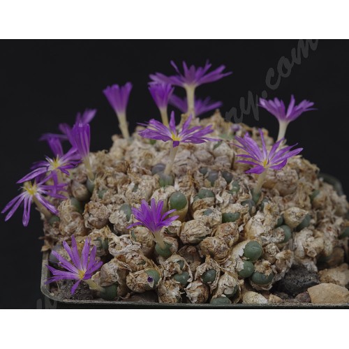 CON097.01 Conophytum minutum ssp. nudum
