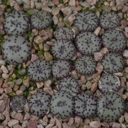 CON100.00 Conophytum obcordellum