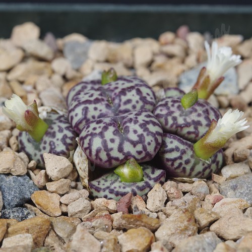 CON100.01 Conophytum obcordellum ssp. obcordellum 'multicolor' SB1193