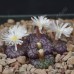 CON100.01 Conophytum obcordellum ssp. obcordellum 'multicolor' SB1193