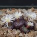 CON100.01 Conophytum obcordellum ssp. obcordellum 'multicolor' SB1193