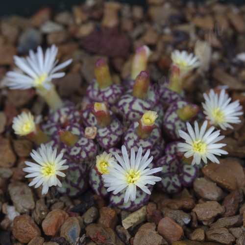 CON100.02 Conophytum obcordellum ssp. obcordellum