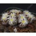 CON100.02 Conophytum obcordellum ssp. obcordellum