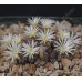 CON100.02 Conophytum obcordellum ssp. obcordellum