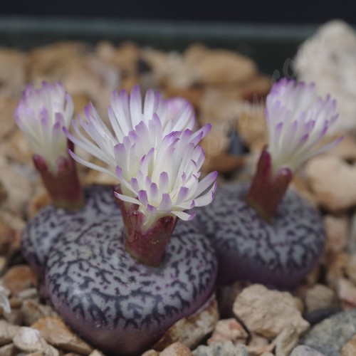 CON100.03 Conophytum obcordellum ssp. obcordellum, RR992