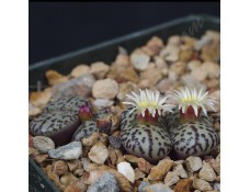 CON100.04 Conophytum obcordellum ssp. obcordellum, BM7923