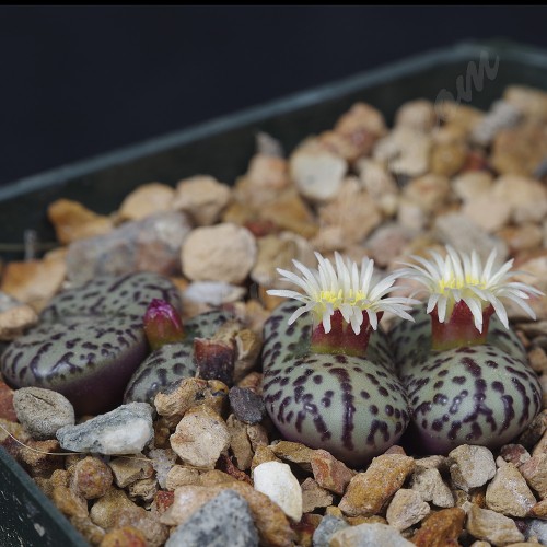 CON100.04 Conophytum obcordellum ssp. obcordellum, BM7923