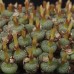 CON101.01 Conophytum obcordellum var. ceresianum #1