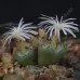 CON101.01 Conophytum obcordellum var. ceresianum #1
