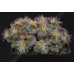 CON101.01 Conophytum obcordellum var. ceresianum #1