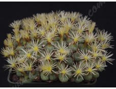 CON101.01 Conophytum obcordellum var. ceresianum #1