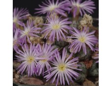CON101.03 Conophytum obcordellum var. ceresianum  #3 'spectabile'
