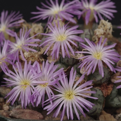 CON101.03 Conophytum obcordellum var. ceresianum  #3 'spectabile'