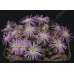 CON101.03 Conophytum obcordellum var. ceresianum  #3 'spectabile'
