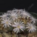 CON101.03 Conophytum obcordellum var. ceresianum  #3 'spectabile'