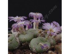 CON104.01 Conophytum obscurum ssp. obscurum