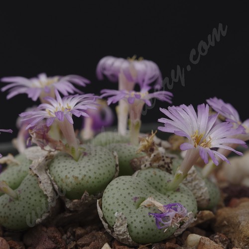 CON104.01 Conophytum obscurum ssp. obscurum