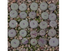 CON108.01 Conophytum pageae #1 SH912