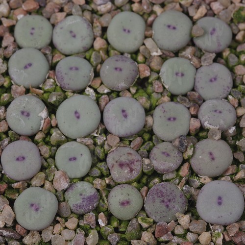 CON108.01 Conophytum pageae #1 SH912