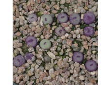 CON108.02 Conophytum pageae #2 SB1195