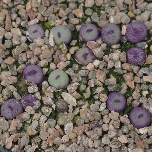 CON108.02 Conophytum pageae #2 SB1195