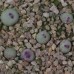 CON108.04 Conophytum pageae v albiflorum RR723