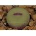 CON108.04 Conophytum pageae v albiflorum RR723
