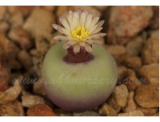 CON108.04 Conophytum pageae v albiflorum RR723