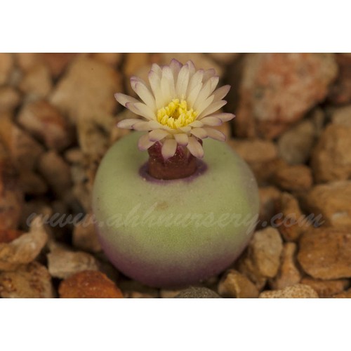 CON108.04 Conophytum pageae v albiflorum RR723