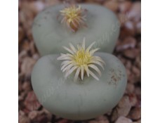 CON108.06 Conophytum pageae #6