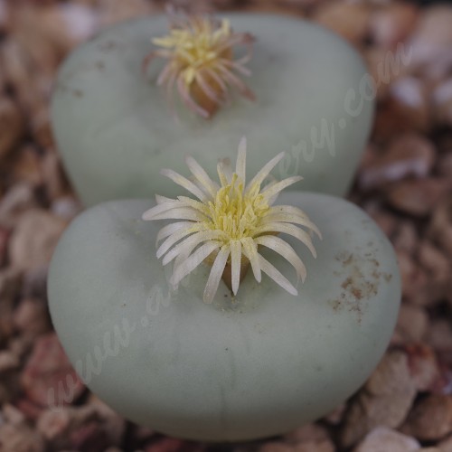 CON108.06 Conophytum pageae #6