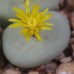 CON108.06 Conophytum pageae #6