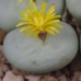 CON108.06 Conophytum pageae #6
