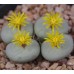 CON108.06 Conophytum pageae #6