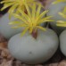 CON108.06 Conophytum pageae #6