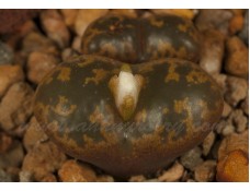 CON109.10 Conophytum pellucidum ssp. pellucidum var. pellucidum 'pardicolor'
