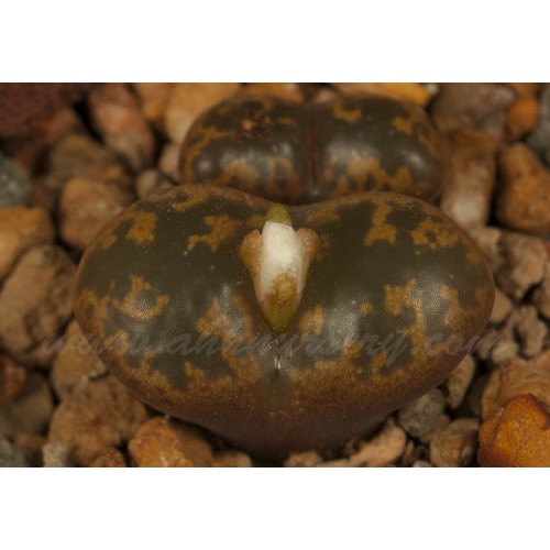 CON109.10 Conophytum pellucidum ssp. pellucidum var. pellucidum 'pardicolor'