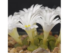 CON109.11 Conophytum pellucidum ssp. pellucidum var. pellucidum “Mint Jelly”