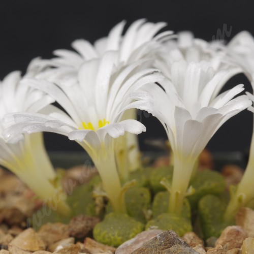 CON109.11 Conophytum pellucidum ssp. pellucidum var. pellucidum “Mint Jelly”