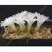 CON109.11 Conophytum pellucidum ssp. pellucidum var. pellucidum “Mint Jelly”