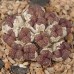 CON111.01 Conophytum pellucidum var. neohallii #1 SB1187