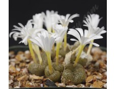 CON111.01 Conophytum pellucidum var. neohallii #1 SB1187