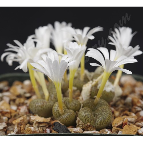 CON111.01 Conophytum pellucidum var. neohallii #1 SB1187