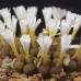 CON111.01 Conophytum pellucidum var. neohallii #1 SB1187