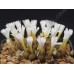 CON111.01 Conophytum pellucidum var. neohallii #1 SB1187