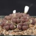CON111.01 Conophytum pellucidum var. neohallii #1 SB1187