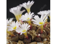 CON111.02 Conophytum pellucidum neohallii SB628