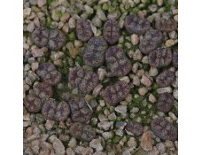 CON112.01 Conophytum pellucidum var. terricolor #1 SH1252