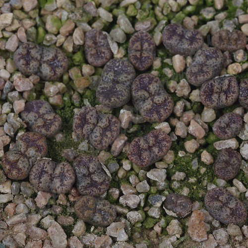 CON112.01 Conophytum pellucidum var. terricolor #1 SH1252