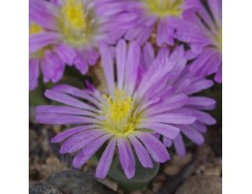 CON121.01 Conophytum pubescens